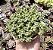 CRASSULA LANUGINOSA POTE 9 - Imagem 1