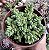 CRASSULA LANUGINOSA POTE 9 - Imagem 1