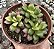 ANACAMPSEROS RUFESCENS VAR. POTE 9 - Imagem 1