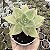 E. CITRINA POTE 9 - Imagem 1