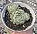 E. RED COAT CLUSTER KOREA POTE 9 - Imagem 1