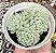 E. BUTTERBALL CLUSTER POTE 9 - Imagem 1