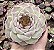 E. RED VELVET POTE 9 - Imagem 1