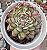 E. DREAM ROSE POTE 9 - Imagem 1