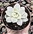 E. ALBICANS VARIEGATA POTE 9 - Imagem 1