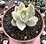 E. ALBICANS VARIEGATA POTE 9 - Imagem 1