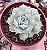 E. HIARIUM POTE 9 - Imagem 1