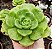 A. LILY PAD POTE 9 - Imagem 1
