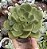 A. LILY PAD POTE 9 - Imagem 1