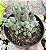 SENECIO CITRIFORMIS COLÔNIA POTE 9 - Imagem 1