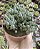 SENECIO CITRIFORMIS COLÔNIA POTE 9 - Imagem 1