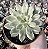 E. GREEN EMERALD VAR. POTE 9 - Imagem 1