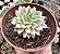 E. GREEN EMERALD VAR.  POTE 9 - Imagem 1