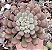 GRAP. SNOW PEACH POTE 9 - Imagem 1