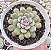 GRAP. SNOW PEACH POTE 9 - Imagem 1