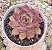 E. PURPLE MICRO STAR POTE 9 - Imagem 1