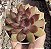 E. PURPLE MICRO STAR POTE 9 - Imagem 1