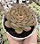 E. LADY MYRCELLA POTE 9 - Imagem 1