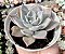 E. CUSPIDATA PARRASENSIS POTE 9 - Imagem 1