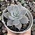 E. CUSPIDATA PARRASENSIS POTE 9 - Imagem 1