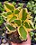 C. SARMENTOSA VAR. POTE 7 - Imagem 1