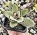 K.  TOMENTOSA POTE 7 - Imagem 1