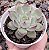 E. COLORATA HAAGE POTE 9 - Imagem 1