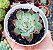 E. COLORATA HAAGE POTE 9 - Imagem 1