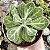 SENECIO OBOVATUS POTE 9 - Imagem 1