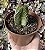 CRASSULA TEMPLO DE BUDA POTE 9 - Imagem 1