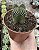CRASSULA TEMPLO DE BUDA POTE 9 - Imagem 1