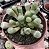 FENESTRARIA AURANTHIACA (DEDO DE ET) POTE 9 - Imagem 1