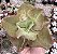 E. GIBB. EASTER BONNET POTE 9 - Imagem 1