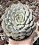 ECH. MINIMA WHITE POTE 9 - Imagem 1