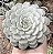 ECH. MINIMA WHITE POTE 9 - Imagem 1