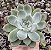 ECH. ANISE POTE 9 - Imagem 1