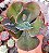 E. GIBB. BUMPS (CARÚNCULAS) POTE 9 - Imagem 1