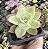E. GOLDEN GLOW POTE 7 - Imagem 1