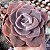 E. DUSTY ROSE POTE 9 - Imagem 1