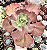 E. GIBB. MAUNA LOA (CARÚNCULAS) POTE 15 - Imagem 1