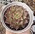 E. NYMERIA (COREANA) POTE 9 - Imagem 1