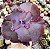 E. GIBB. JANE NAYLOR POTE 9 - Imagem 1