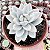 E. SIMONOASA VAR. POTE 9 - Imagem 1