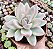 E. SIMONOASA VAR. POTE 9 - Imagem 1