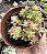 A. SEDIFOLIUM VAR. POTE 9 - Imagem 1
