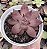E. SCARLET RUBY POTE 9 - Imagem 1