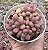 GRAP. AMESTHYSTINUM RED COLÔNIA POTE 9 - Imagem 1