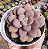GRAP. AMESTHYSTINUM RED POTE 9 - Imagem 1