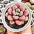GRAP. AMESTHYSTINUM RED POTE 9 - Imagem 1