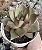 E. PURPUSORUM X ROMEO POTE 9 - Imagem 1